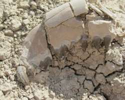 The history of a white river in Badlands indicates that the area had once been underwater and the fossils and bones found there assumed of seashells a